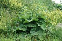 Arctium lappa