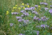 Phacelia tanacetifolia