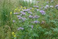 Phacelia tanacetifolia