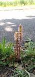 Orobanche picridis-hieracioidis