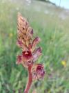 Orobanche gracilis