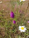 Anacamptis pyramidalis