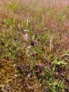 Ophrys apifera