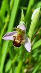 Ophrys apifera