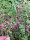 Ophrys insectifera