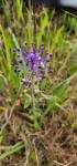 Muscari comosum