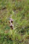 Ophrys holosericea