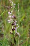 Ophrys holosericea