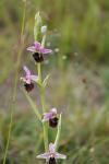 Ophrys holosericea