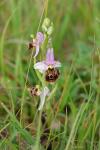 Ophrys holosericea