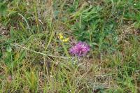 Centaurea jacea