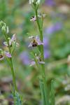 Ophrys apifera