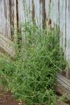 Sisymbrium officinale