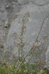 Capsella bursa-pastoris
