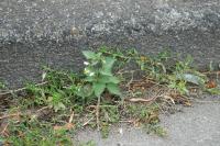 Solanum nigrum