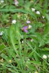 Ophrys apifera