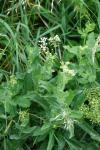 Lepidium draba