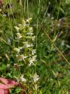Platanthera chlorantha