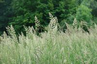 Phalaris arundinacea