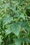Scrophularia nodosa