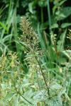 Scrophularia nodosa