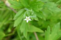 Stellaria alsine