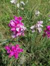 Lathyrus latifolius