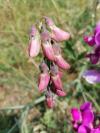Lathyrus latifolius