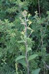Inula conyzae
