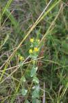 Blackstonia perfoliata