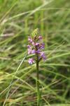 Gymnadenia conopsea