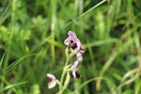 Ophrys holosericea