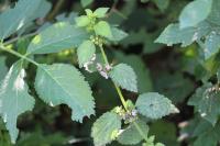 Ballota nigra