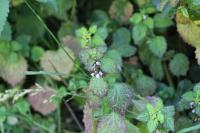 Ballota nigra