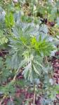 Artemisia vulgaris