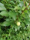 Prunus domestica