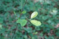 Frangula alnus
