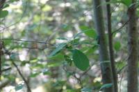 Frangula alnus