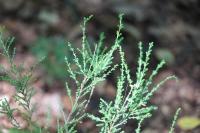 Calluna vulgaris