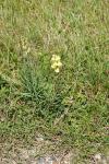 Linaria vulgaris