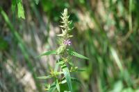 Lythrum salicaria
