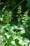 Scrophularia auriculata