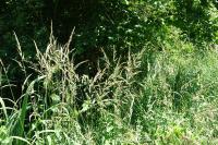 Phalaris arundinacea