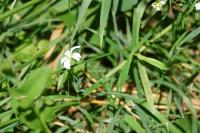Stellaria palustris