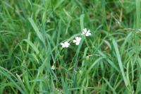 Stellaria palustris