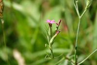 Dianthus armeria