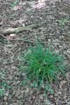Carex sylvatica