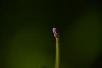 Epilobium montanum