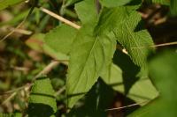 Epilobium montanum