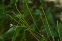 Epilobium montanum
